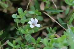 Bacopa monnieri